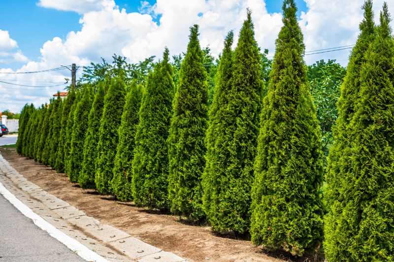 Arborvitae Shaping Service