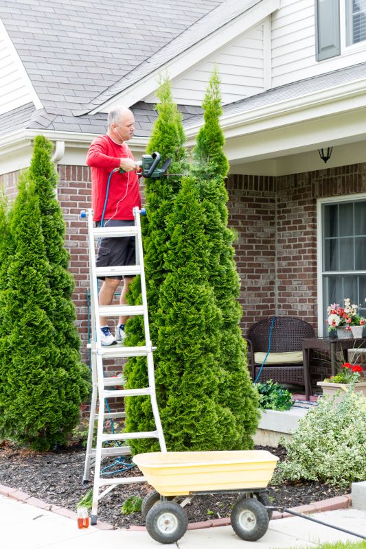 Arborvitae Shaping