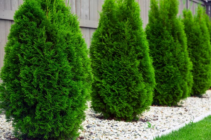 Arborvitae Shaping