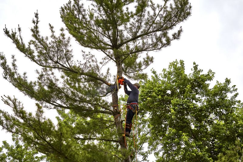 Fall Arborvitae Shaping