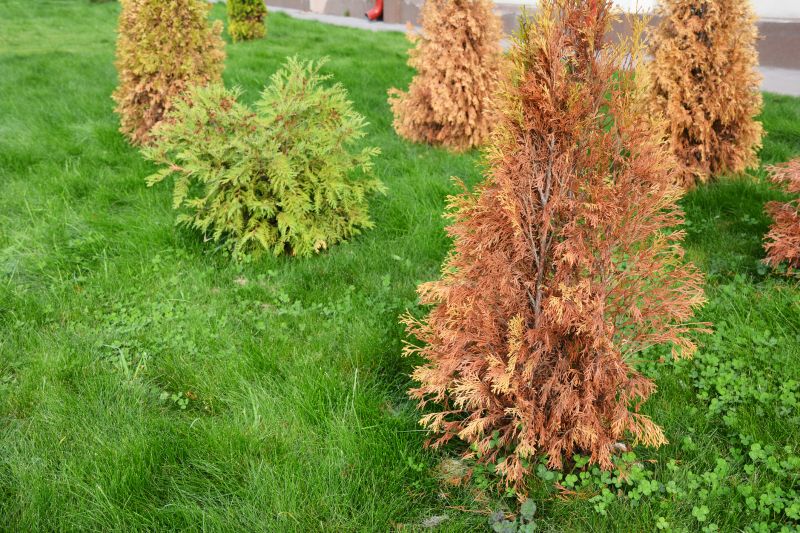 Decorative Arborvitae Shapes