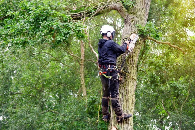 Expert Arborists at Work
