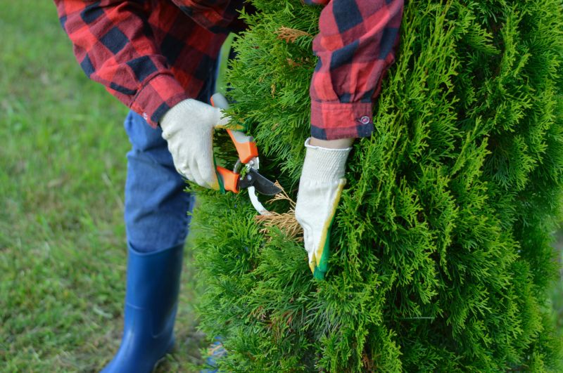 Arborvitae Shaping Service