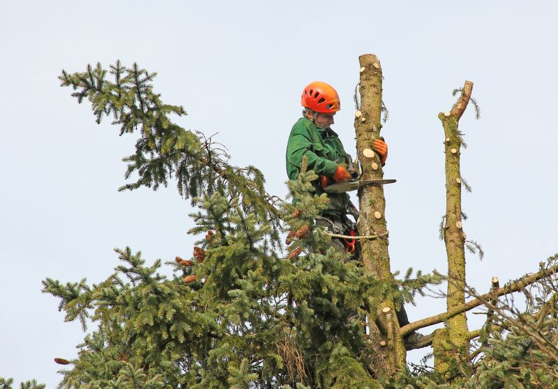 Cypress Tree Trimming in Doylestown, PA