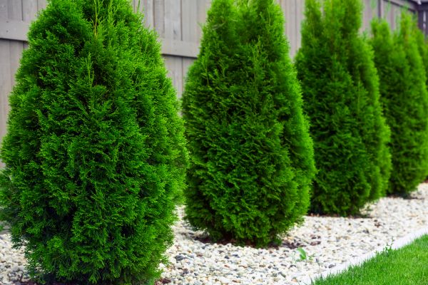 Arborvitae Relocation